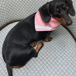 Phoenix Counseling LPC - Libby our therapy dog