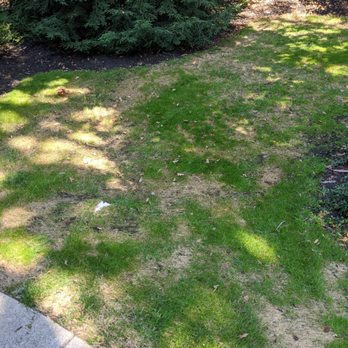 The Davey Tree Expert Company - Tree Services Near Me - Canton, Michigan
