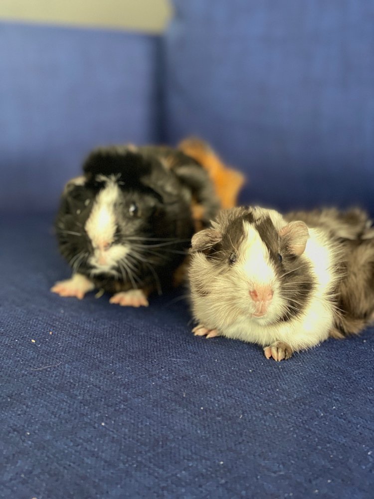 ABOVE & BEYOND PET CLINIC 90 Photos & 304 Reviews 9640 Firestone