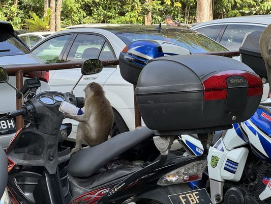 Bukit Timah Nature Reserve by null