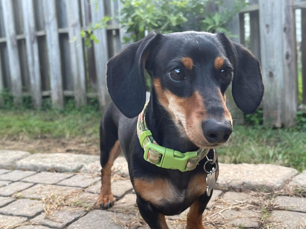 UNICORN KENNELS Updated August 2024 30 Photos Raleigh, North