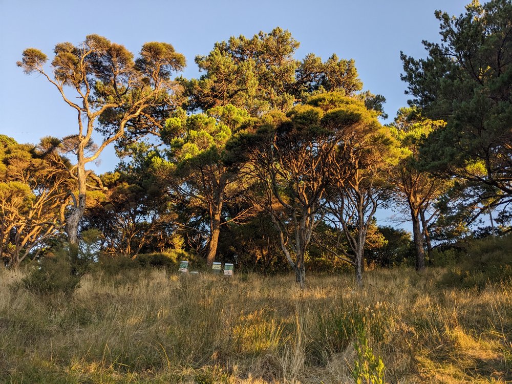Wellington Botanical Gardens