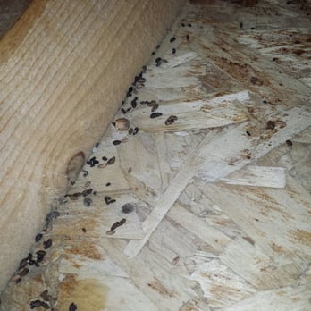 Mount Rushmore KOA - Mouse droppings under one of the mattresses. - Campgrounds Near Me - Hill City, South Dakota Mount Rushmore KOA - Mouse droppings under one of the mattresses. - Campgrounds Near Me - Hill City, South Dakota