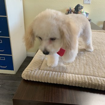 Brea Grooming - AFTER PIC!! Amazing - Pet Groomers Near Me - Brea, California