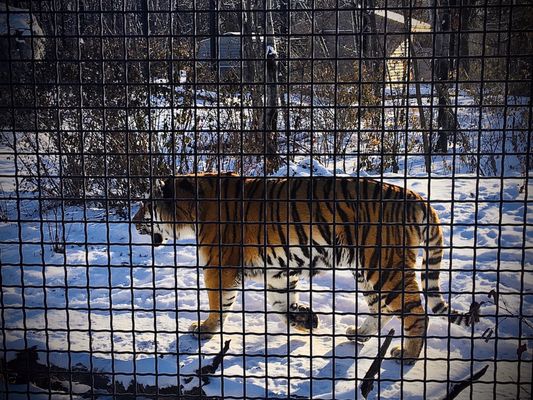 Assiniboine Park Zoo 79 Photos 20 Reviews Zoos 2355 Corydon Avenue Winnipeg Mb Phone Number Yelp