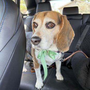 Dream Pet Grooming  - Pet Groomers Near Me - Irvine, California