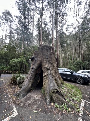 Erskine Falls by null