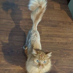 My beautiful lioness My beautiful lioness