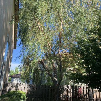 Expert Tree and Yard Service - Corkscrew Willow touching the house. - Tree Services Near Me - Reno, Nevada