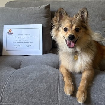 OC Paws Dog Training - Pet Training Near Me OC Paws Dog Training - Pet Training Near Me