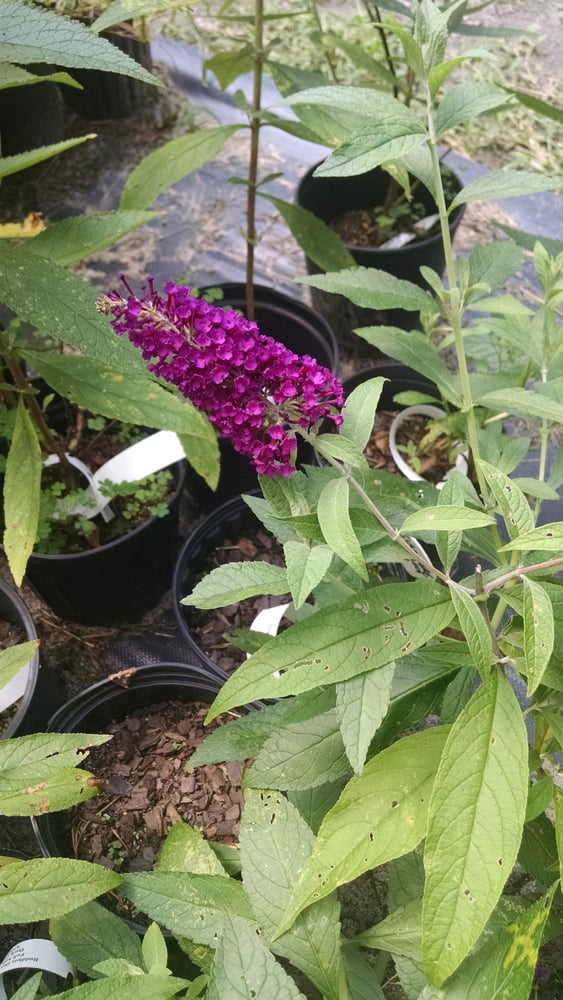 KREMSER’S PLANT FARM & NURSERY Updated August 2024 208 Buckhead Ln