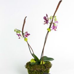 Double orchid plant