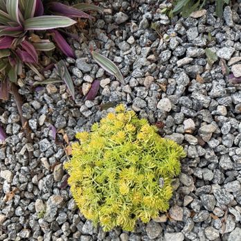 AllStarr Rands Landscaping - Lemon bomb flowers to compliment flowers in landscape. - Landscape Architects or Designers Near Me AllStarr Rands Landscaping - Lemon bomb flowers to compliment flowers in landscape. - Landscape Architects or Designers Near Me