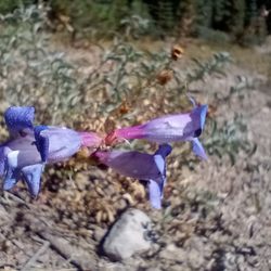 Donner Ski Ranch Disc Golf Course - Flower