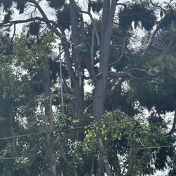 Tree Academy - Any one needs tree trimming