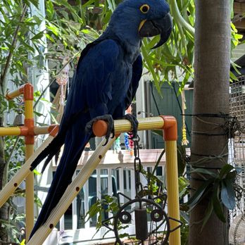 Nancy Forrester's Secret Garden - Animal Shelters Near Me - Key West, Florida