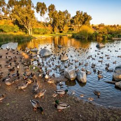 Webb Park - The lake has this nice sandy shore where birds love to feed and frolick.