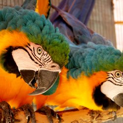 Zoomagination - Learn more about our animal friends. https://www.zoomagination.com/animals