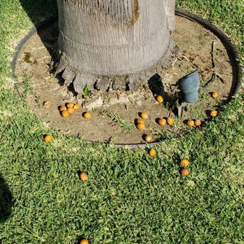 Celis Tree Service - Landscape lighting wires - Tree Services Near Me Celis Tree Service - Landscape lighting wires - Tree Services Near Me