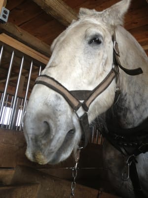 Grandpa Tiny's Farm by null