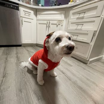 Perfect Pet Salon - Yuko post 2024 holiday groom - Pet Groomers Near Me - Concord, California Perfect Pet Salon - Yuko post 2024 holiday groom - Pet Groomers Near Me - Concord, California