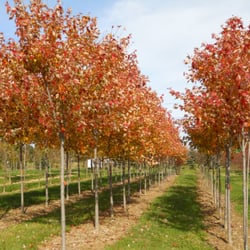 Horsford Gardens & Nursery - Our growing fields house many deciduous trees and shrubs that are field-dug annually.