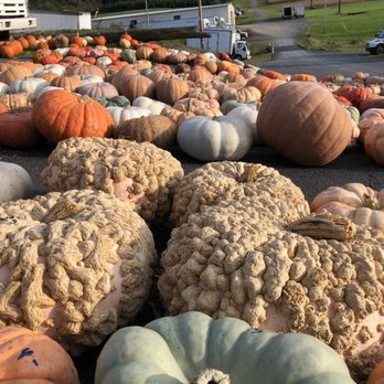 Bill's Produce - Pumpkins! - Fruits & Veggies Near Me - Schuylkill Haven, Pennsylvania