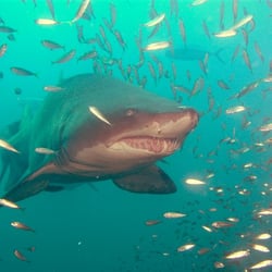 Outer Banks Diving Hatteras - Sand Tiger Shark