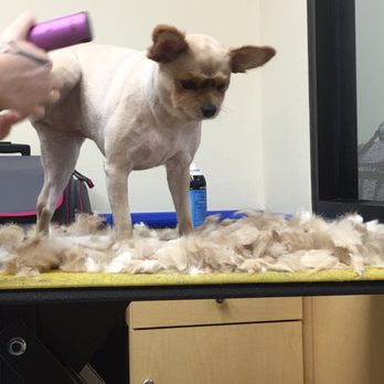 AC Grooming Salon - Pet Groomers Near Me - Inman, South Carolina