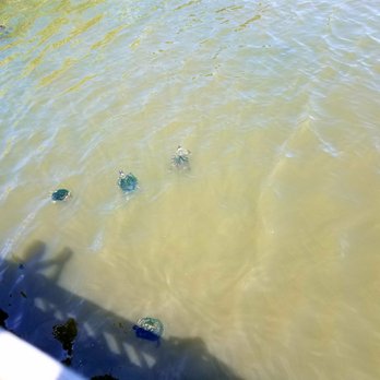 Barefoot Landing - Hungry turtles - Shopping Centers Near Me - North Myrtle Beach, South Carolina