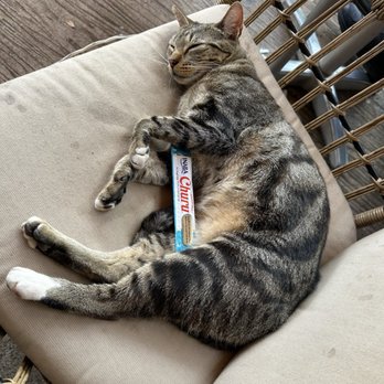 Coffee Gallery - Kitties everywhere. - Coffee & Tea Near Me - Haleiwa, Hawaii