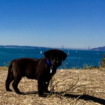 Sterling Labradors - Charlie - Pet Breeders Near Me - Yuba City, California Sterling Labradors - Charlie - Pet Breeders Near Me - Yuba City, California