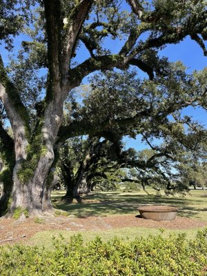 Oak Alley Plantation by null
