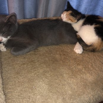 Richmond SPCA - Kittens - Animal Shelters Near Me - Richmond, Virginia