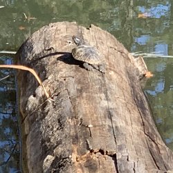 Nevada County Fairgrounds - Turtle friend!