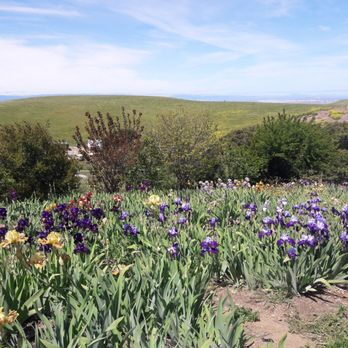 Nola's Iris Garden - Nurseries & Gardening Near Me - San Jose, California