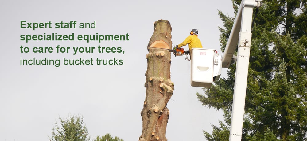 Beaver Tree Service Inc - tree service in Cornelius, OR