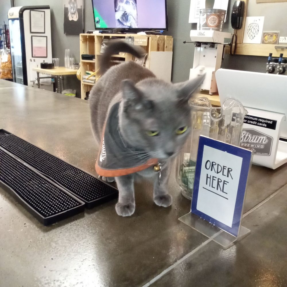 Strum Brewing Co. - Nugget - Breweries Near Me - Ontario, California Strum Brewing Co. - Nugget - Breweries Near Me - Ontario, California
