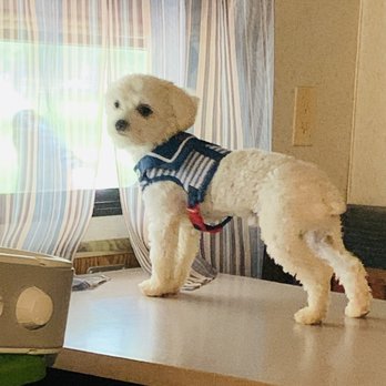 Paradise Pups - Pet Groomers Near Me - Independence, Louisiana Paradise Pups - Pet Groomers Near Me - Independence, Louisiana