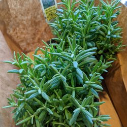 Stephenson Garden Center & Nursery - Munstead lavender