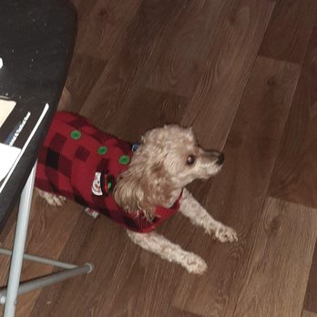 Fetch - Chewy and his Christmas outfit - Emergency Pet Hospital Near Me - Greenville, South Carolina