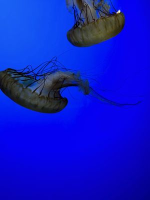 California Academy of Sciences by null