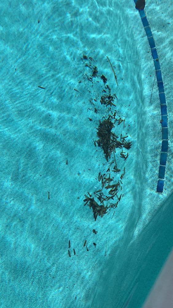 POOLS AND SPAS BY VAN BRILL Updated August 2024 17 Photos & 10