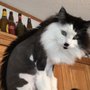 Photo of Cat Cuts