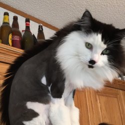 Cat Cuts - Went with the lion cut with a bonus Mohawk