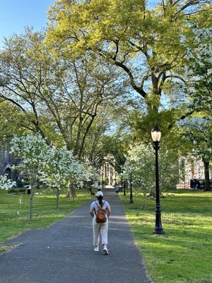 New Haven Green by null