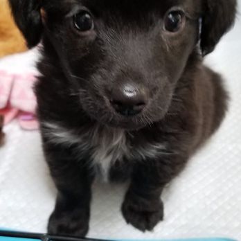 Reach Rescue - Animal Shelters Near Me - Mundelein, Illinois