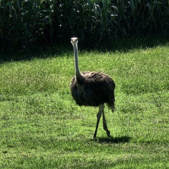 Frank Buck Zoo - Zoos Near Me - Gainesville, Texas