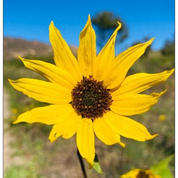Aliso Canyon Park - It's a beautiful day for a hike. #sunflower - Hiking Near Me - Granada Hills, California
