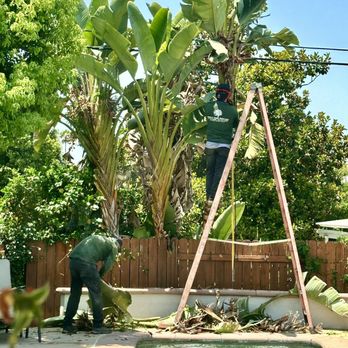 Bird's Tree service - Hard working crew - Tree Services Near Me